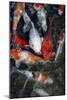 Koi Carp In a Pond-Georgette Douwma-Mounted Photographic Print