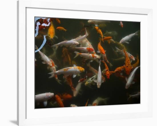 Koi carp in pond at Aureum Palace Hotel, Bagan, Mandalay Region, Myanmar-null-Framed Photographic Print