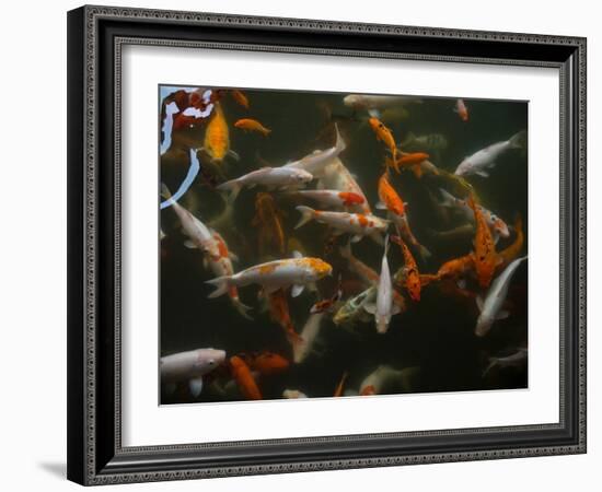 Koi carp in pond at Aureum Palace Hotel, Bagan, Mandalay Region, Myanmar-null-Framed Photographic Print