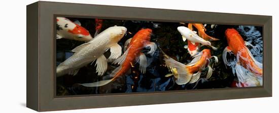 Koi Carp Swimming Underwater-null-Framed Premier Image Canvas