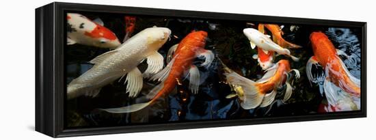 Koi Carp Swimming Underwater-null-Framed Premier Image Canvas