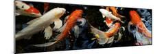 Premium Photographic Print