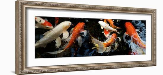 Koi Carp Swimming Underwater-null-Framed Photographic Print