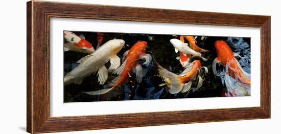 Koi Carp Swimming Underwater-null-Framed Photographic Print