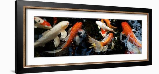 Koi Carp Swimming Underwater-null-Framed Photographic Print