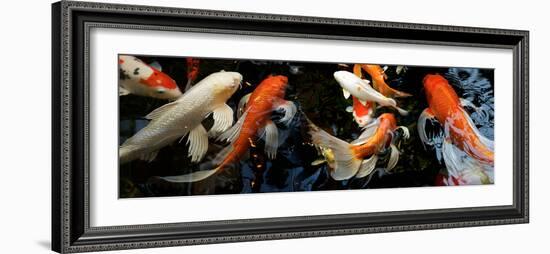 Koi Carp Swimming Underwater-null-Framed Photographic Print