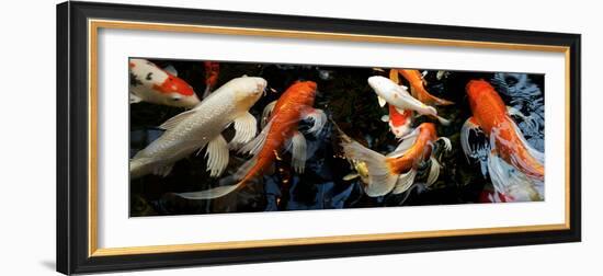 Koi Carp Swimming Underwater-null-Framed Photographic Print