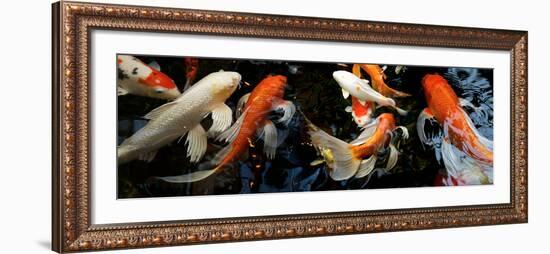 Koi Carp Swimming Underwater-null-Framed Photographic Print