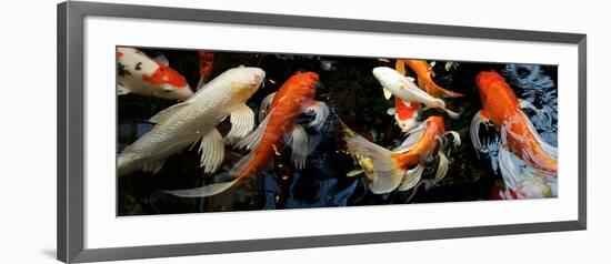 Koi Carp Swimming Underwater-null-Framed Photographic Print