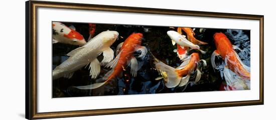 Koi Carp Swimming Underwater-null-Framed Photographic Print