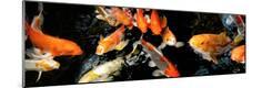 Premium Photographic Print