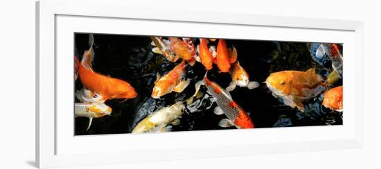 Koi Carp Swimming Underwater-null-Framed Photographic Print