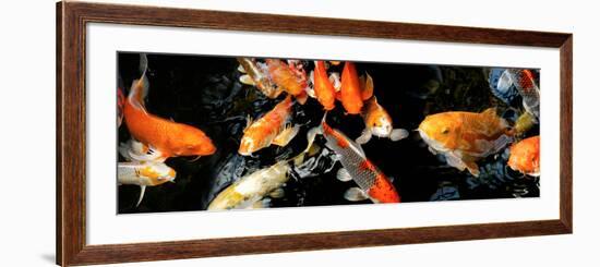 Koi Carp Swimming Underwater-null-Framed Photographic Print