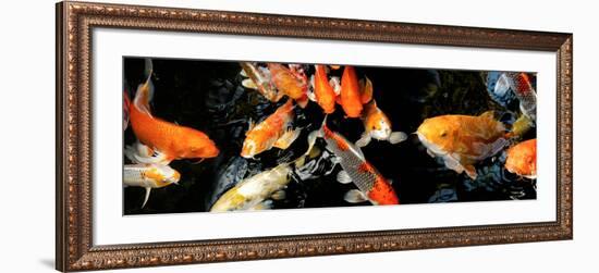 Koi Carp Swimming Underwater-null-Framed Photographic Print