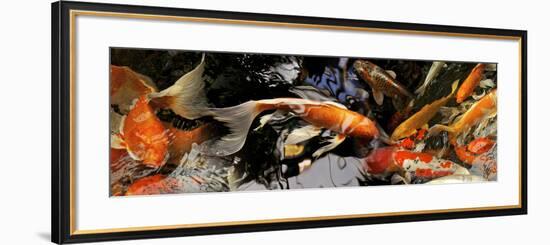 Koi Carp-null-Framed Photographic Print