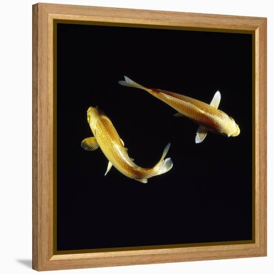 Koi Carp-null-Framed Premier Image Canvas