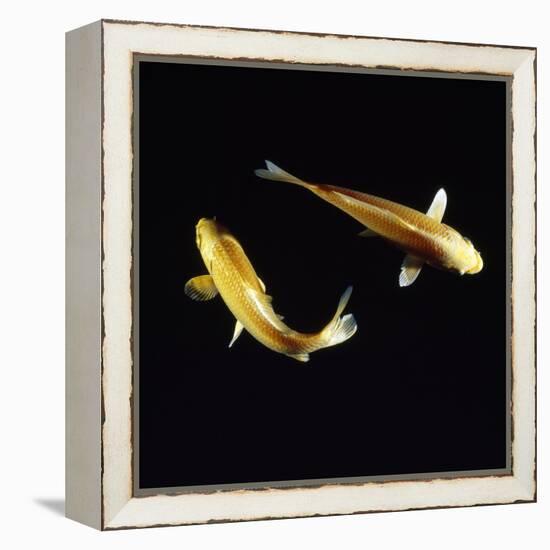 Koi Carp-null-Framed Premier Image Canvas