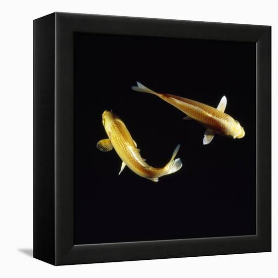 Koi Carp-null-Framed Premier Image Canvas