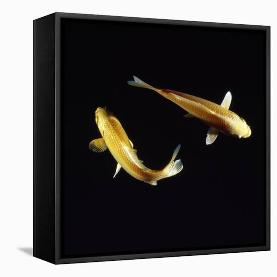 Koi Carp-null-Framed Premier Image Canvas