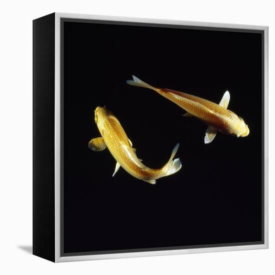 Koi Carp-null-Framed Premier Image Canvas