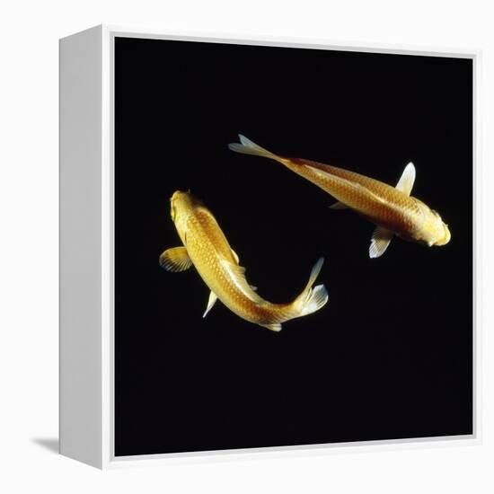 Koi Carp-null-Framed Premier Image Canvas