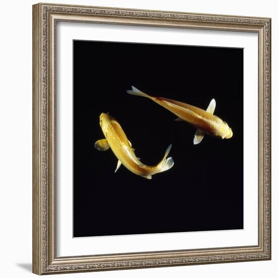 Koi Carp-null-Framed Photographic Print