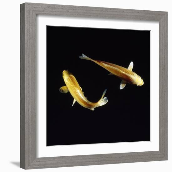 Koi Carp-null-Framed Photographic Print