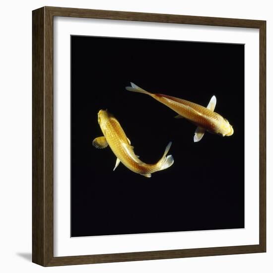 Koi Carp-null-Framed Photographic Print