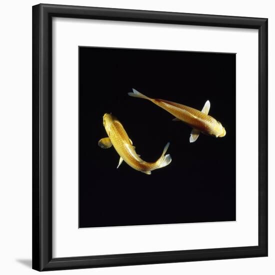 Koi Carp-null-Framed Photographic Print