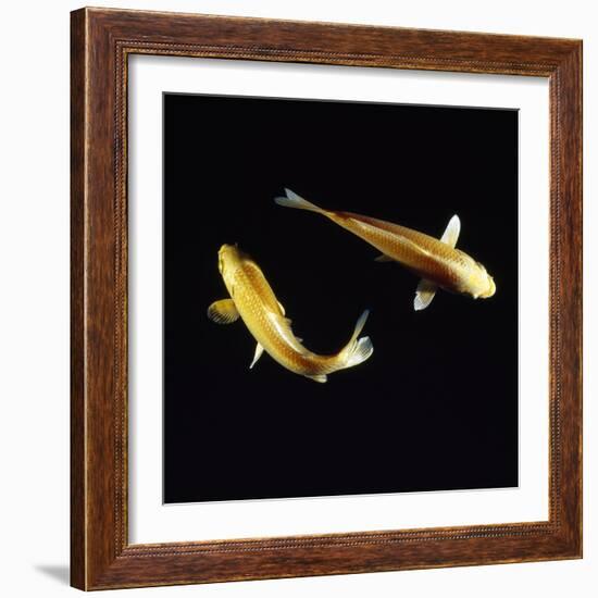 Koi Carp-null-Framed Photographic Print