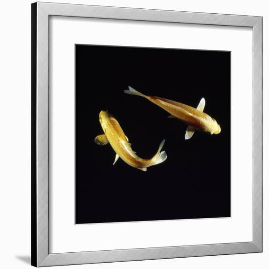 Koi Carp-null-Framed Photographic Print