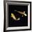 Koi Carp-null-Framed Photographic Print