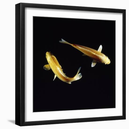 Koi Carp-null-Framed Photographic Print