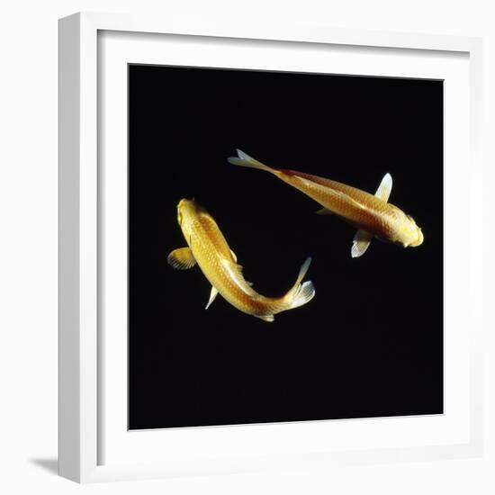 Koi Carp-null-Framed Photographic Print