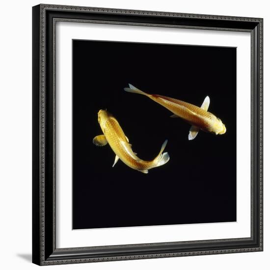 Koi Carp-null-Framed Photographic Print