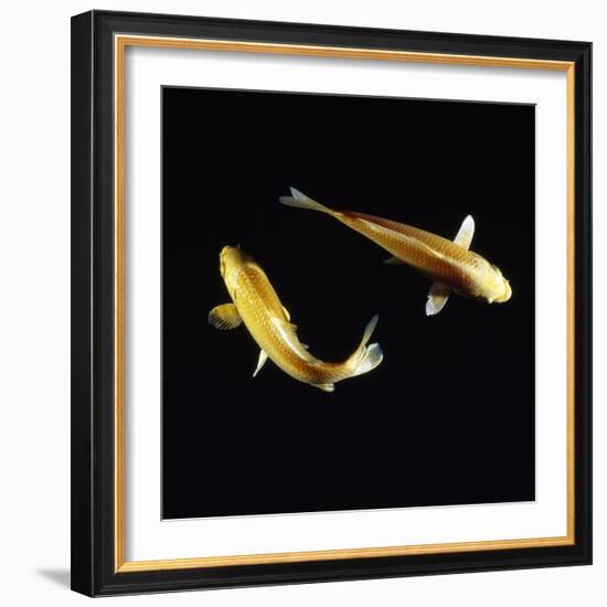 Koi Carp-null-Framed Photographic Print