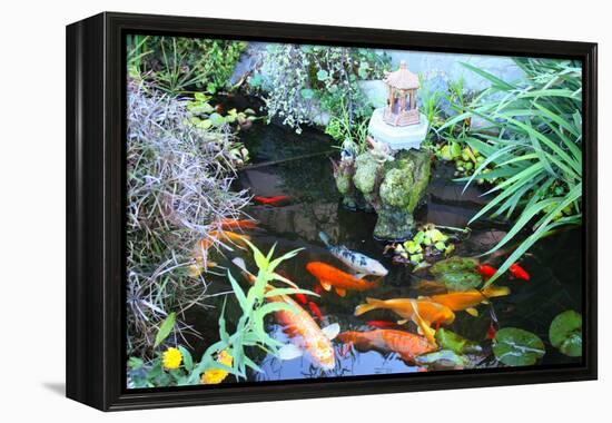 Koi Fish Garden-photojohn830-Framed Premier Image Canvas