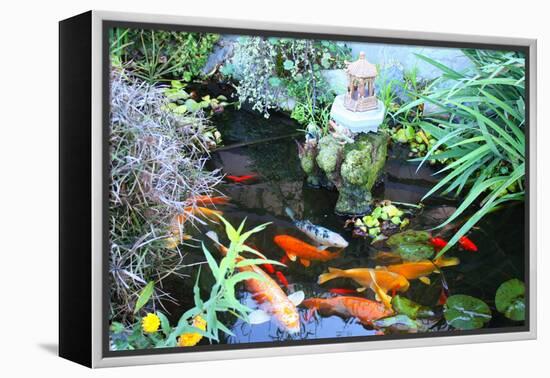 Koi Fish Garden-photojohn830-Framed Premier Image Canvas