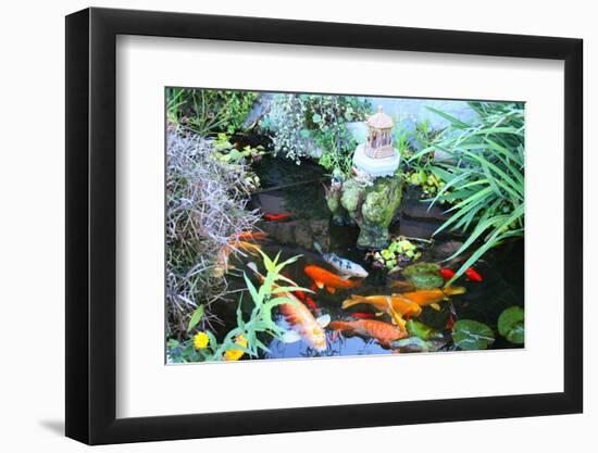 Koi Fish Garden-photojohn830-Framed Photographic Print