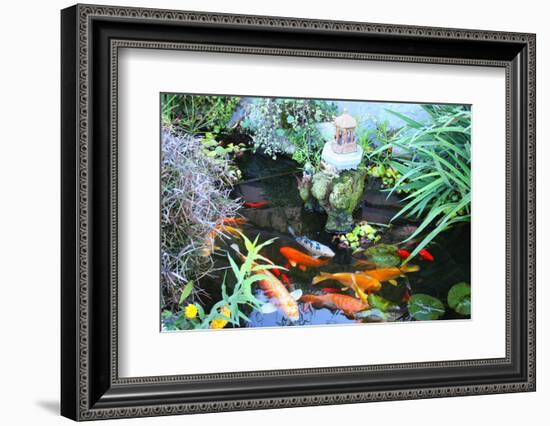 Koi Fish Garden-photojohn830-Framed Photographic Print