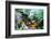 Koi Fish Garden-photojohn830-Framed Photographic Print