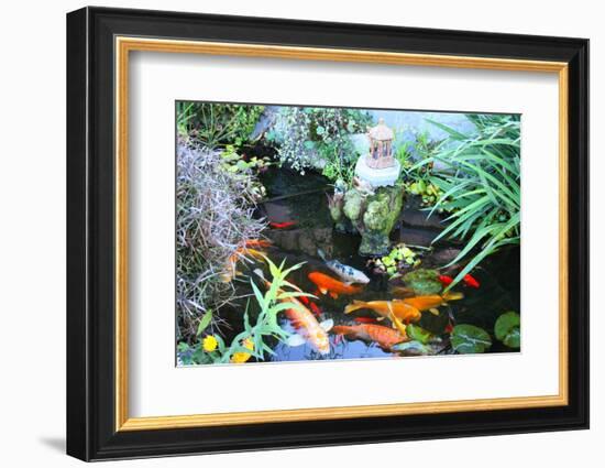 Koi Fish Garden-photojohn830-Framed Photographic Print