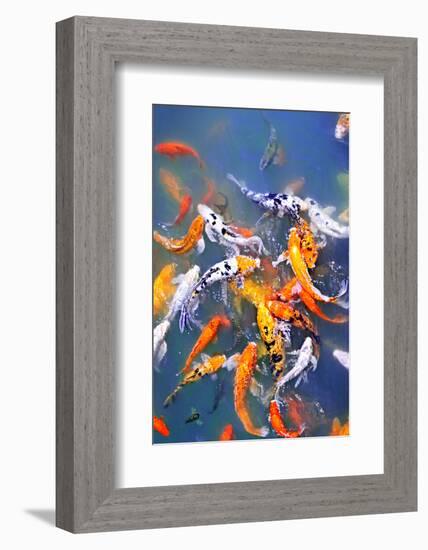 Koi Fish in Pond-elenathewise-Framed Photographic Print