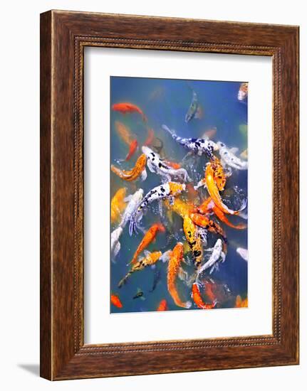 Koi Fish in Pond-elenathewise-Framed Photographic Print