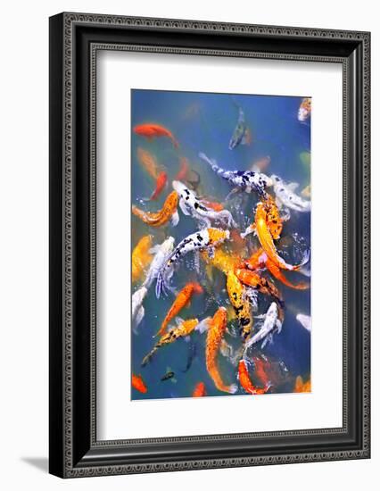 Koi Fish in Pond-elenathewise-Framed Photographic Print