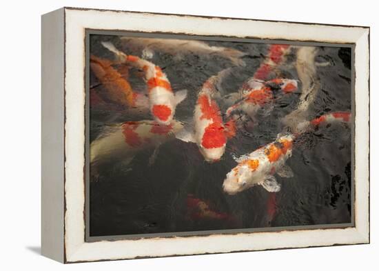 Koi I-Karyn Millet-Framed Premier Image Canvas