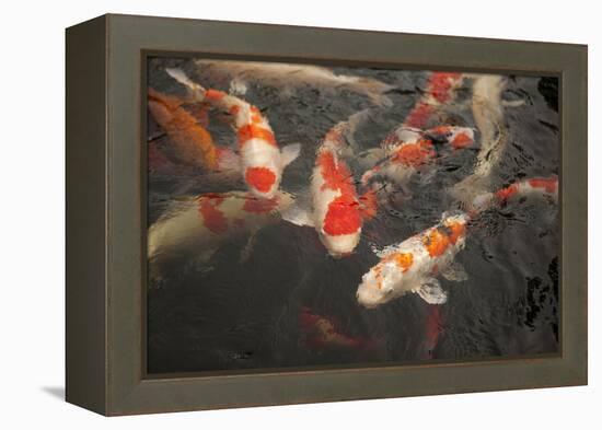 Koi I-Karyn Millet-Framed Premier Image Canvas