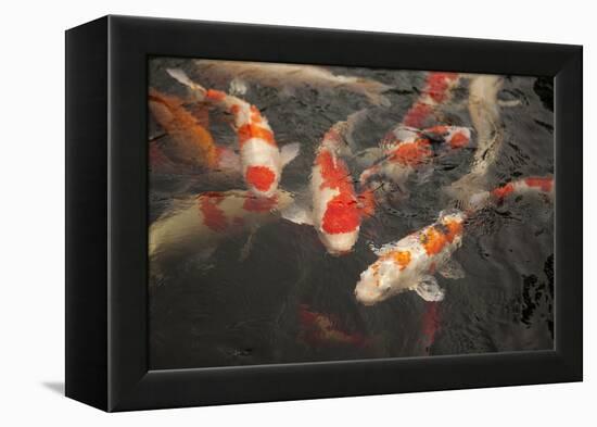 Koi I-Karyn Millet-Framed Premier Image Canvas