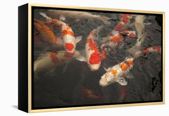 Koi I-Karyn Millet-Framed Premier Image Canvas