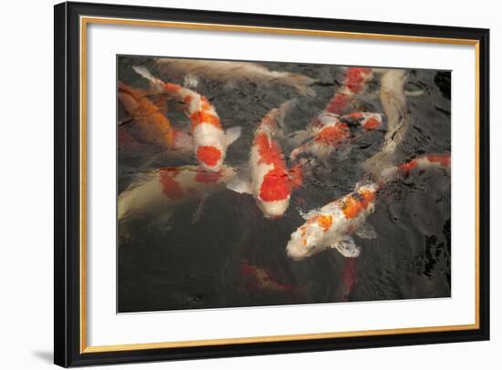 Koi I-Karyn Millet-Framed Photographic Print